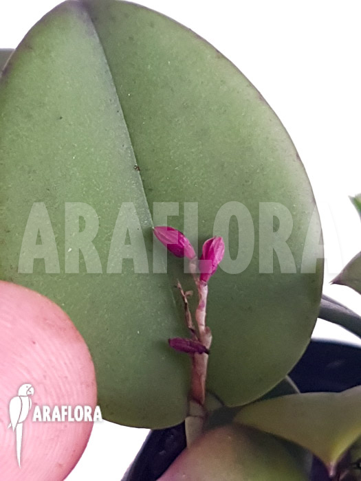 Pleurothallis truncata