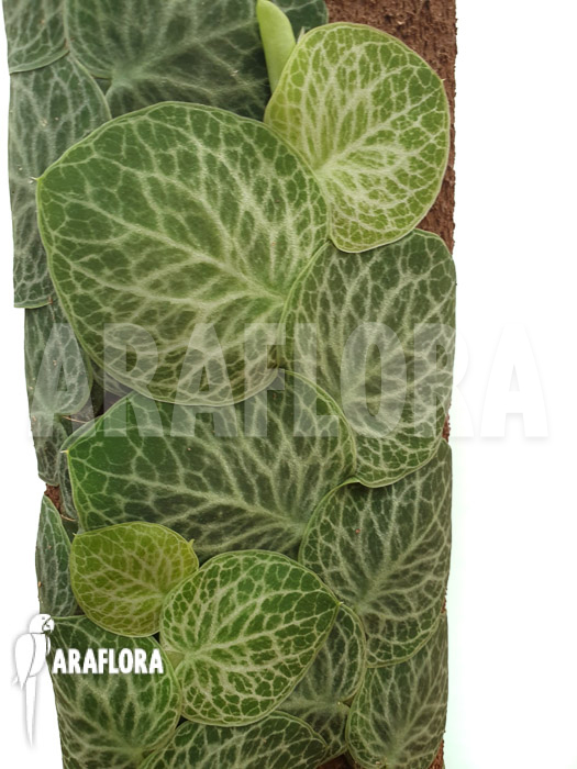 Rhaphidophora cryptantha &lsquo;S&rsquo;