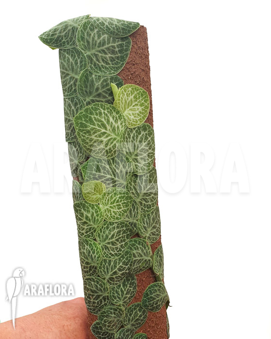 Rhaphidophora cryptantha &lsquo;S&rsquo;