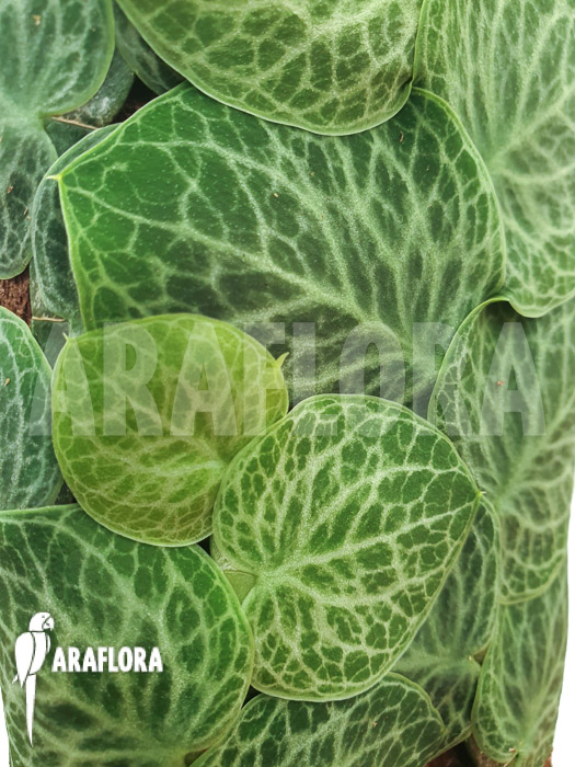 Rhaphidophora cryptantha &lsquo;S&rsquo;