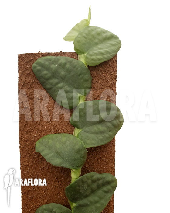 Rhaphidophora sp WD01