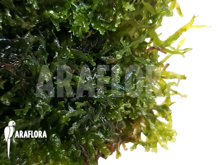 Riccardia chamedryfolia &lsquo;coral&rsquo;