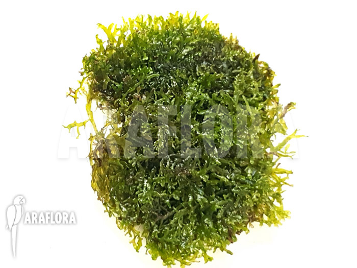 Riccardia chamedryfolia &lsquo;coral&rsquo;