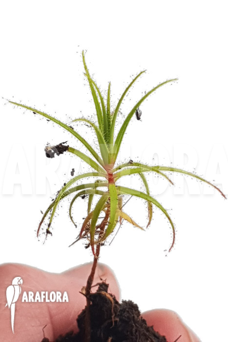 Roridula gorgonias &lsquo;Starter&rsquo;