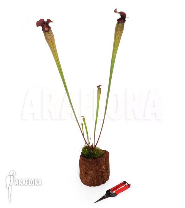 Sarracenia alata &lsquo;M&rsquo;