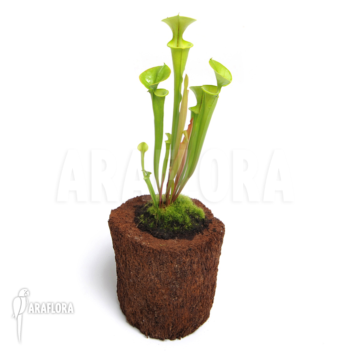 Sarracenia flava &lsquo;M&rsquo;