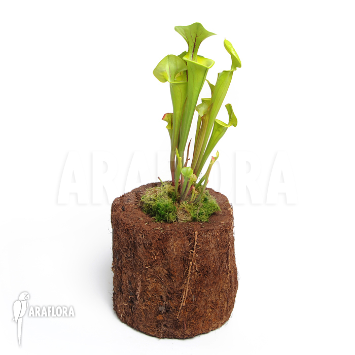 Sarracenia flava &lsquo;M&rsquo;