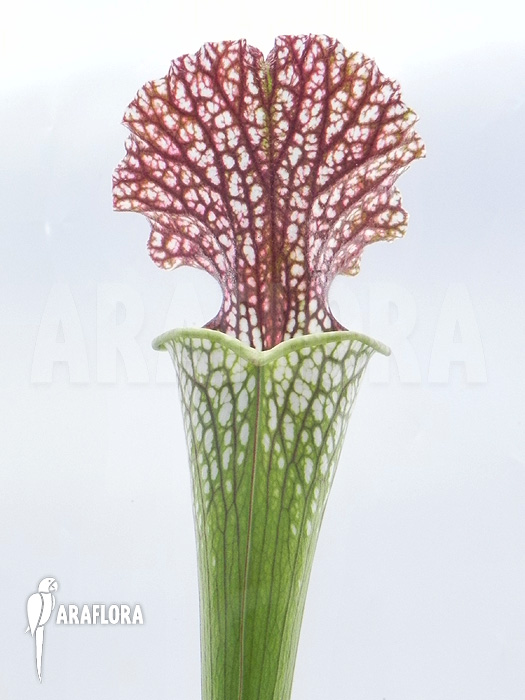 Sarracenia leucophylla &lsquo;050024&rsquo;