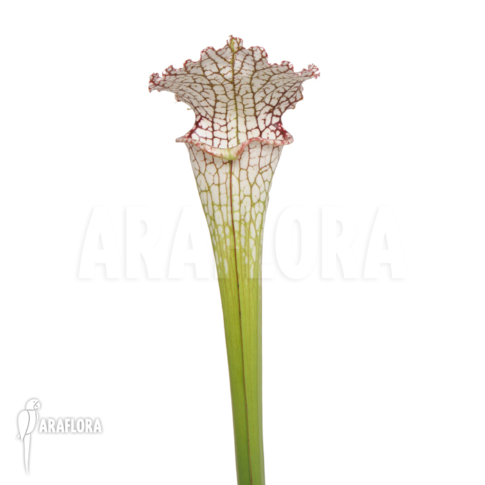 Sarracenia leucophylla &lsquo;M&rsquo;