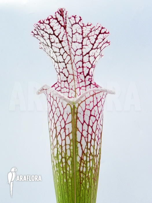 Sarracenia leucophylla &lsquo;Z10029&rsquo;