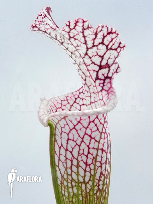 Sarracenia leucophylla &lsquo;Z10029&rsquo;