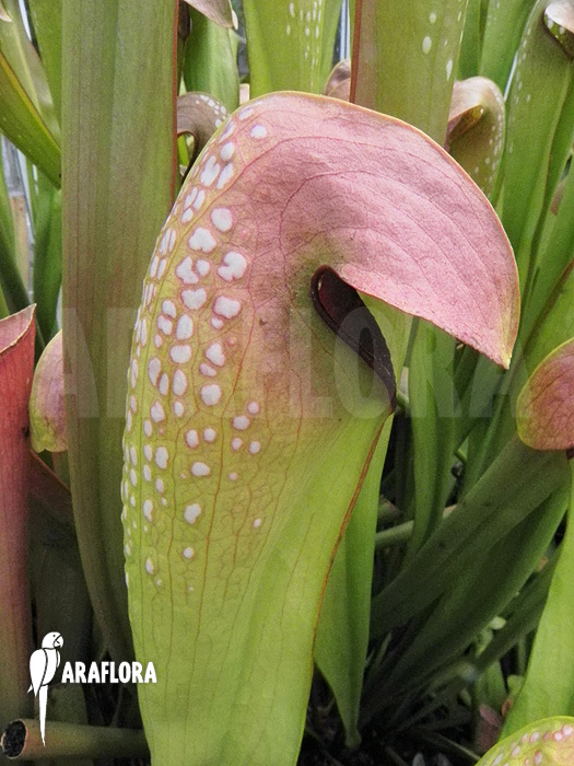 Sarracenia minor &lsquo;990028&rsquo;