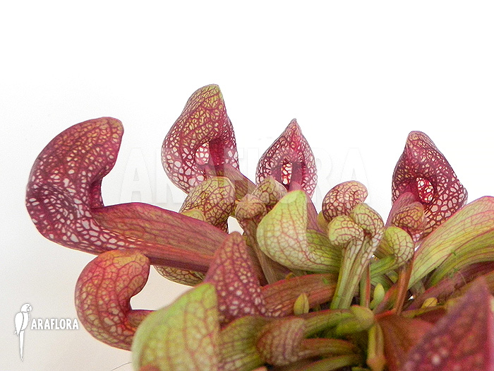 Sarracenia psittacina &lsquo;L&rsquo;