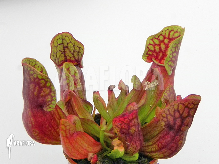 Sarracenia purpurea var. purpurea &lsquo;S&rsquo;