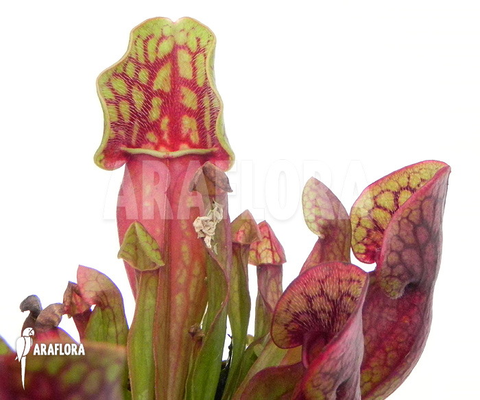 Sarracenia purpurea var. purpurea &lsquo;S&rsquo;