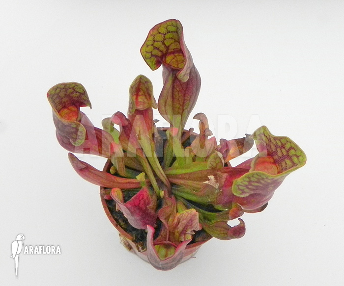 Sarracenia purpurea var. purpurea &lsquo;S&rsquo;