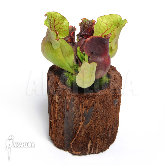 Sarracenia purpurea var. venosa &lsquo;M&rsquo;