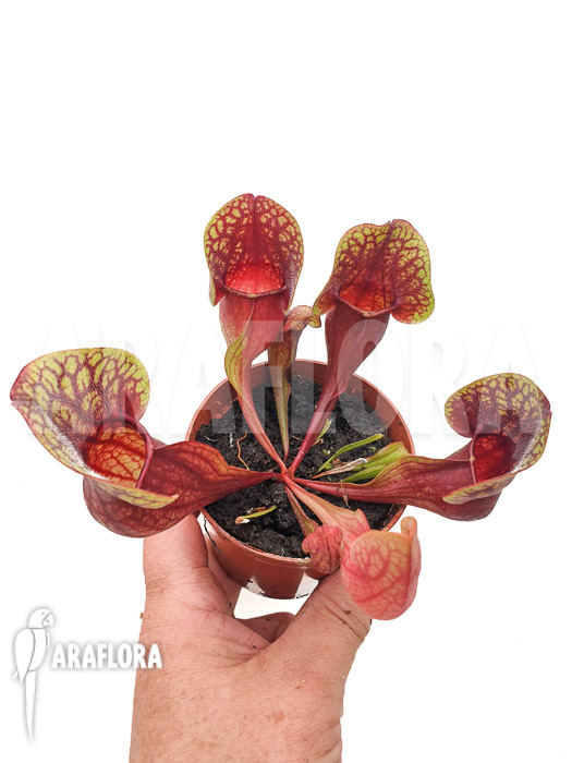 Sarracenia x Hans &lsquo;M&rsquo;