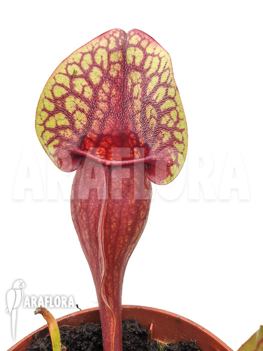 Sarracenia x Hans &lsquo;M&rsquo;