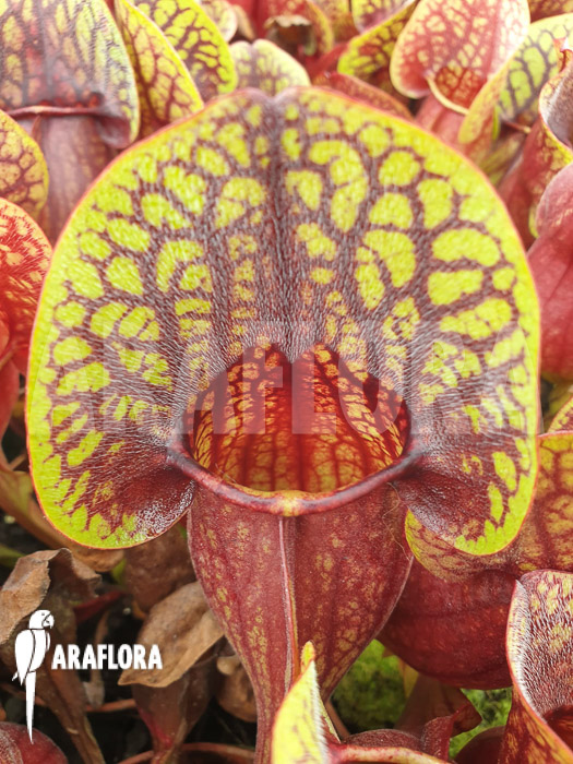 Sarracenia x Hans &lsquo;M&rsquo;