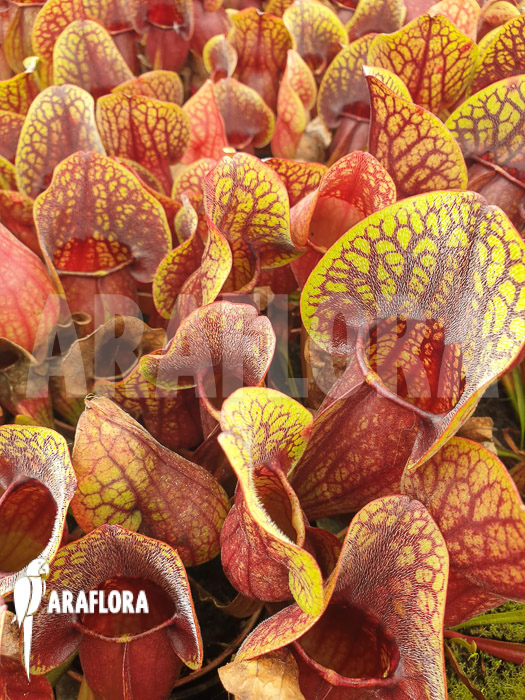 Sarracenia x Hans &lsquo;M&rsquo;