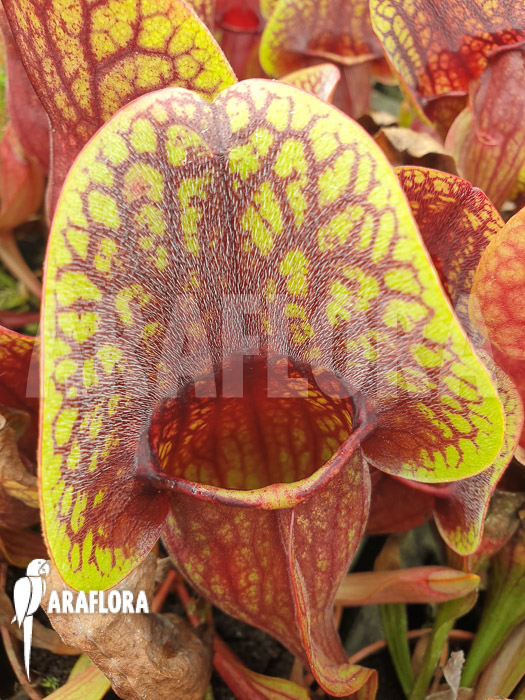 Sarracenia x Hans &lsquo;M&rsquo;