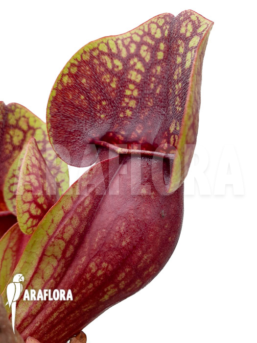 Sarracenia x Hans &lsquo;XL&rsquo;