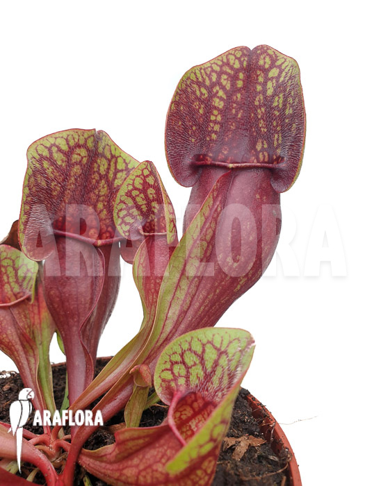 Sarracenia x Hans &lsquo;XL&rsquo;