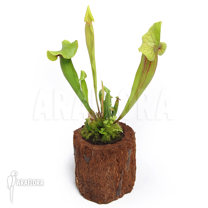 Sarracenia x catesbaei &lsquo;S&rsquo;