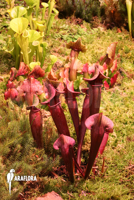 Sarracenia x catesbaei &lsquo;S&rsquo;