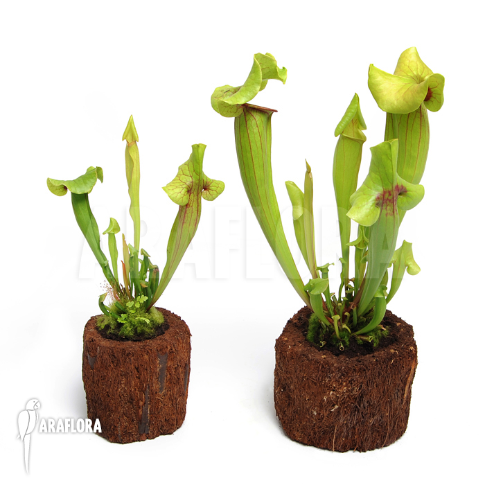 Sarracenia x catesbaei &lsquo;S&rsquo;