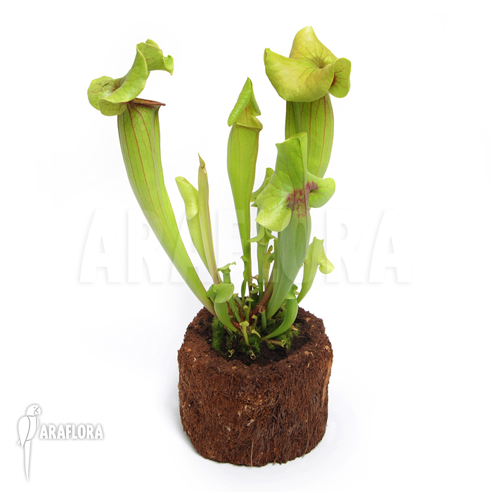 Sarracenia x catesbaei &lsquo;XL&rsquo;