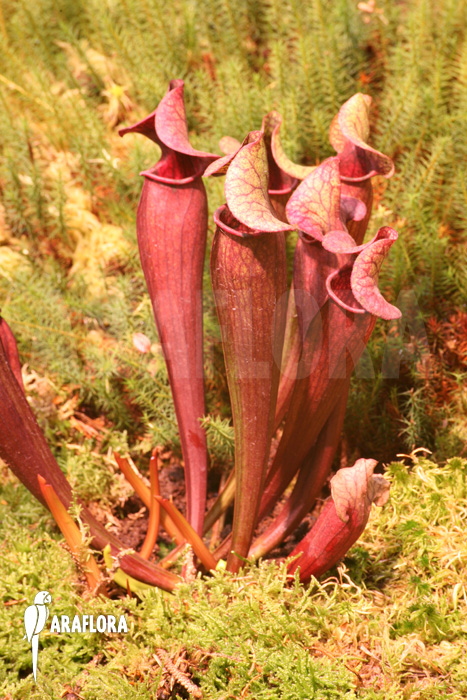 Sarracenia x catesbaei &lsquo;XL&rsquo;