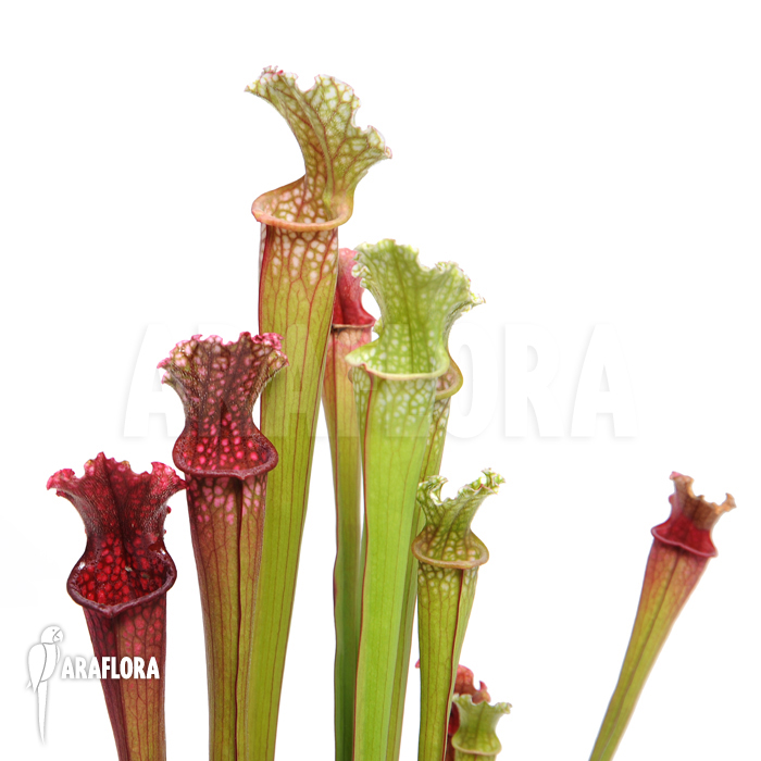Sarracenia x farnhamii &lsquo;M&rsquo;