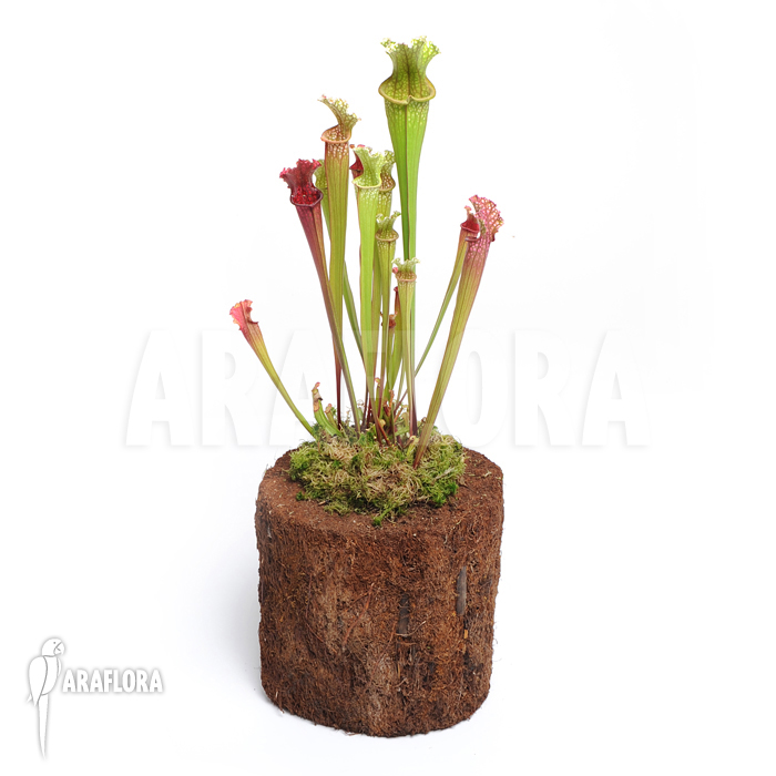 Sarracenia x farnhamii &lsquo;M&rsquo;