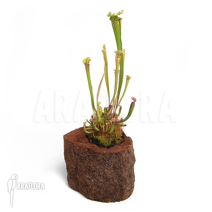 Sarracenia x leucophylla &lsquo;S&rsquo;