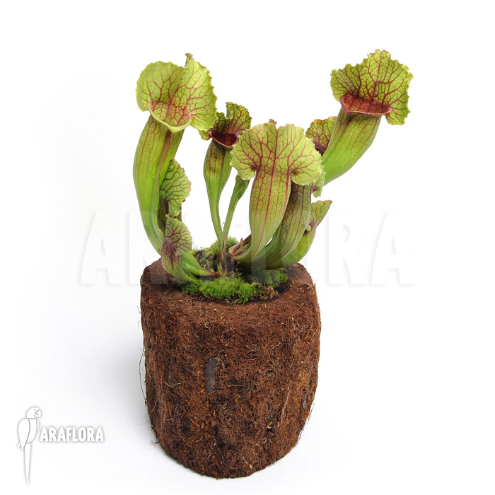 Sarracenia x leucophylla x mitchelliana &lsquo;L&rsquo;