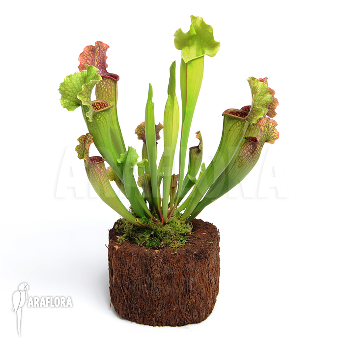 Sarracenia x leucophylla x mitchelliana &lsquo;XL&rsquo;