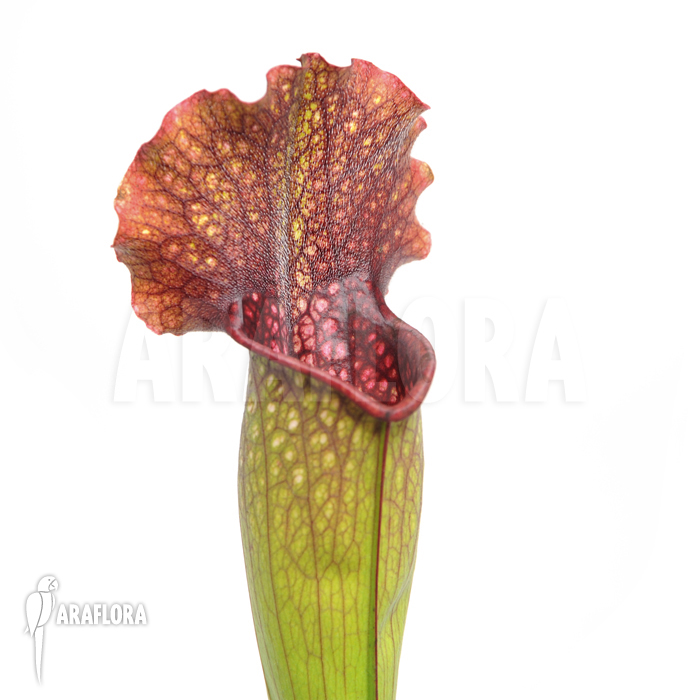 Sarracenia x leucophylla x mitchelliana &lsquo;XL&rsquo;