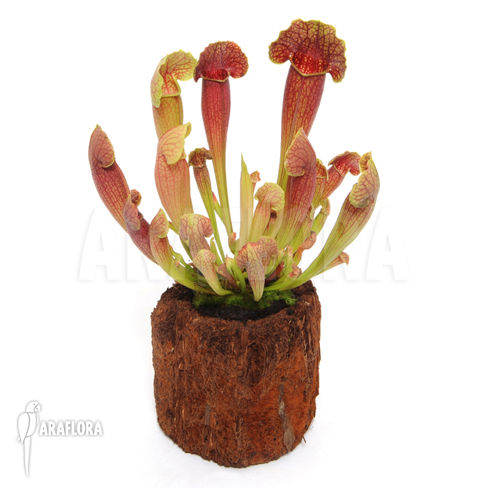 Sarracenia x purpurea hybrid &lsquo;Barbapapa&rsquo; &lsquo;M&rsquo;