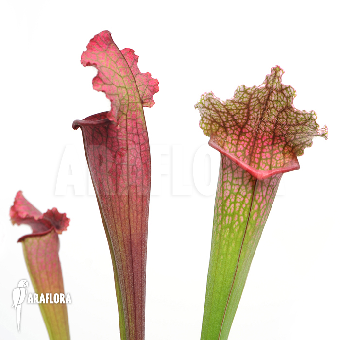 Sarracenia x &lsquo;juthatip Soper&rsquo; &lsquo;XL&rsquo;