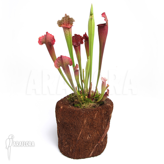 Sarracenia x &lsquo;juthatip Soper&rsquo; &lsquo;XL&rsquo;