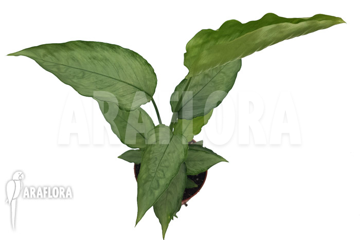 Schismatoglottis Silver form