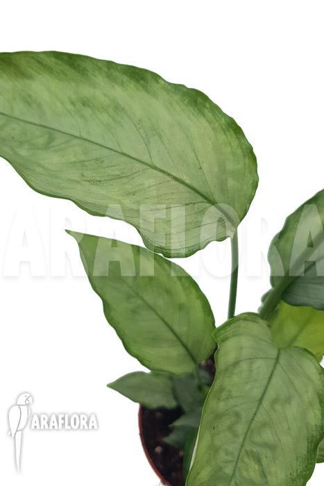 Schismatoglottis Silver form