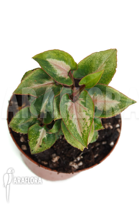 Syngonium Mickey &lsquo;M&rsquo;