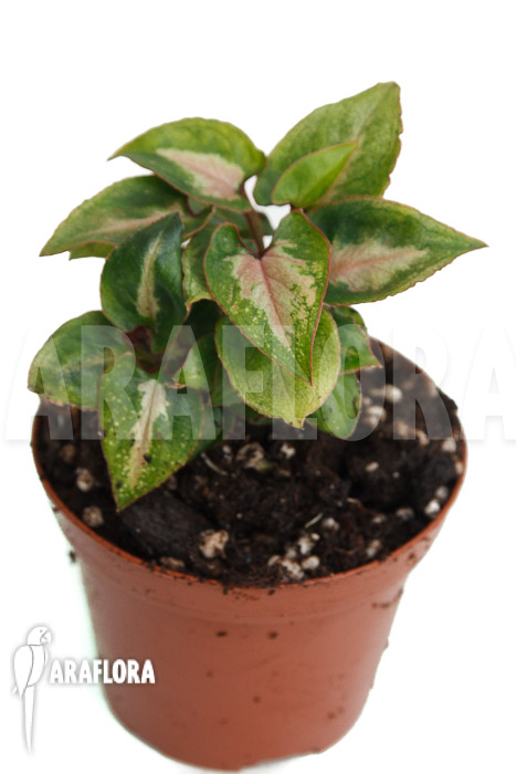 Syngonium Mickey &lsquo;M&rsquo;