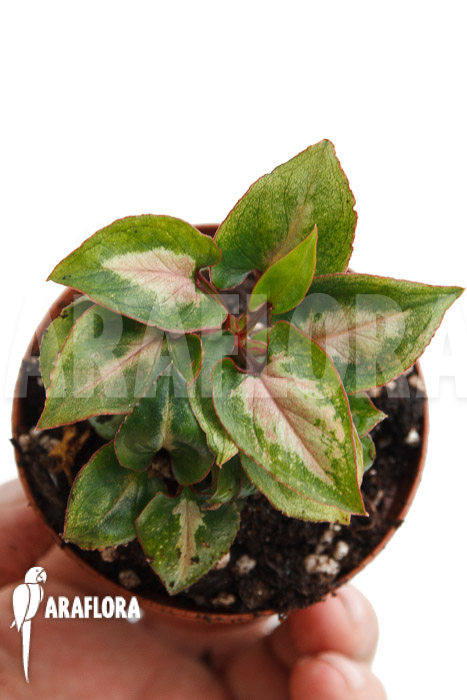 Syngonium Mickey &lsquo;M&rsquo;