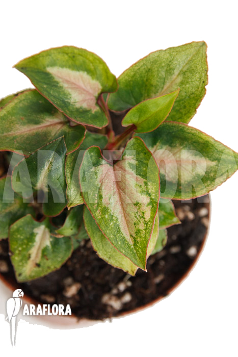 Syngonium Mickey &lsquo;M&rsquo;