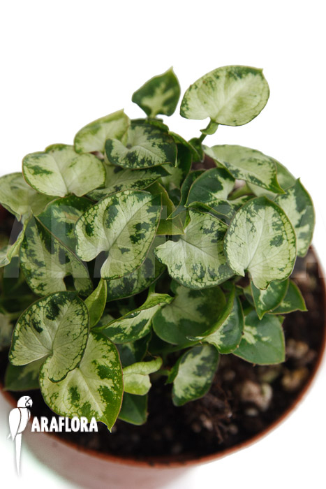 Syngonium Mini &lsquo;M&rsquo;