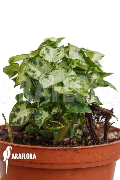 Syngonium Mini &lsquo;M&rsquo;